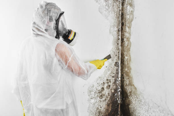 Mold Removal for HVAC Installations in Parkers Prairie, MN